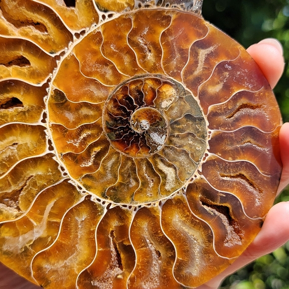 NEW 4.75" x 5.75" MADAGASCAR AGATIZED AMMONITE FOSSIL - Picture 9 of 16